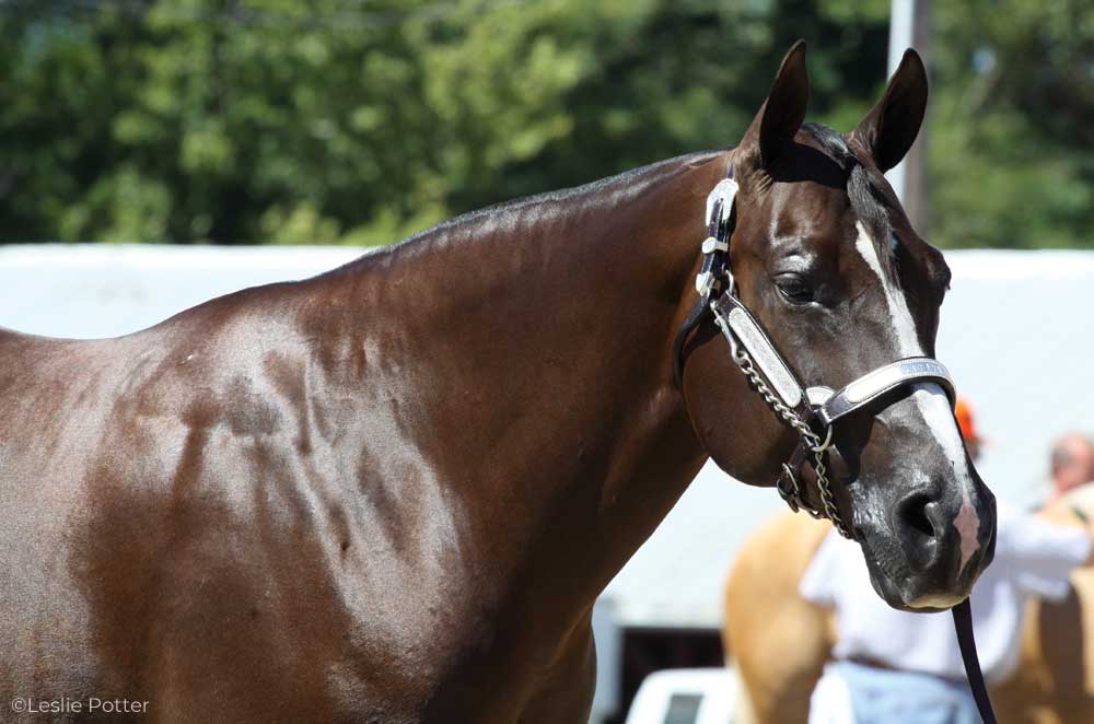 Quarter Horse in a halter class