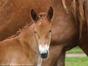 Vet Adventures: Labor Pains and Breech Dystocia