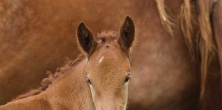 Suffolk Punch foal standing in front of its mother