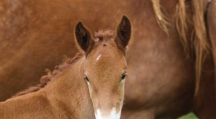 Suffolk Punch foal standing in front of its mother