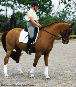 Turn on the Forehand