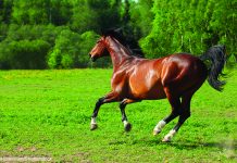 Vet Adventures: High-Tech Healing