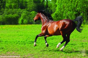 Vet Adventures: High-Tech Healing