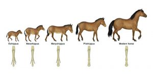 Horse hoof evolution over time