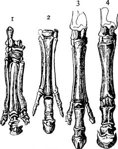 Illustration of horse hoofs