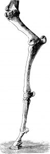 Horse foreleg skeletal illustration