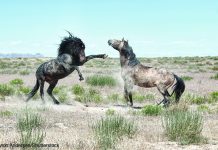 Breed Portrait: American Mustang