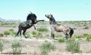 Breed Portrait: American Mustang