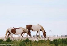 A Chincoteague Pony of His Own Two Chincoteague Ponies on the beach