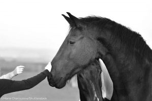 Alternatives to Horse Ownership