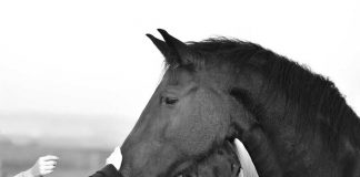 Horse in black and white