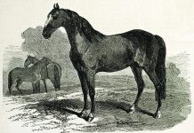 Evolution of the Hoof Horse illustration