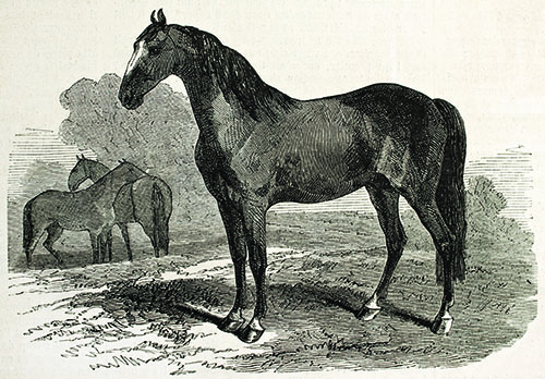 Horse illustration