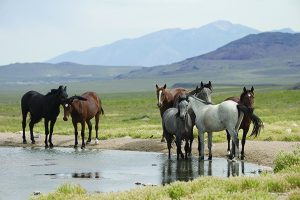 Mustang Management Crossroads