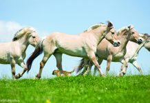Breed Spotlight: Norwegian Fjord Horse Norwegian Fjord Group