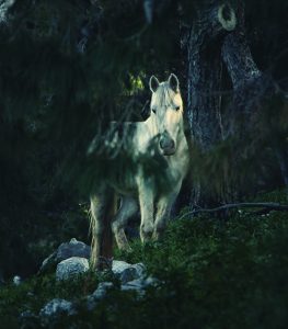 Crisis in the Backcountry