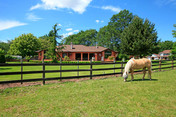 Back Yard Horse