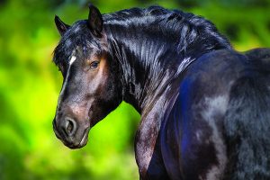October 2019 SmartPak SmartTip of the Month: Keeping Your Horse at a Healthy Weight