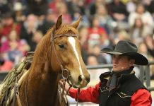 Wade Black Road to the Horse