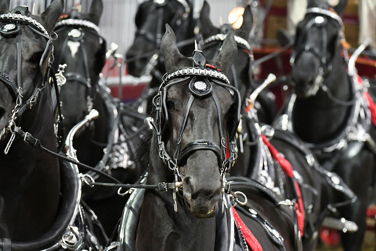 Percherons