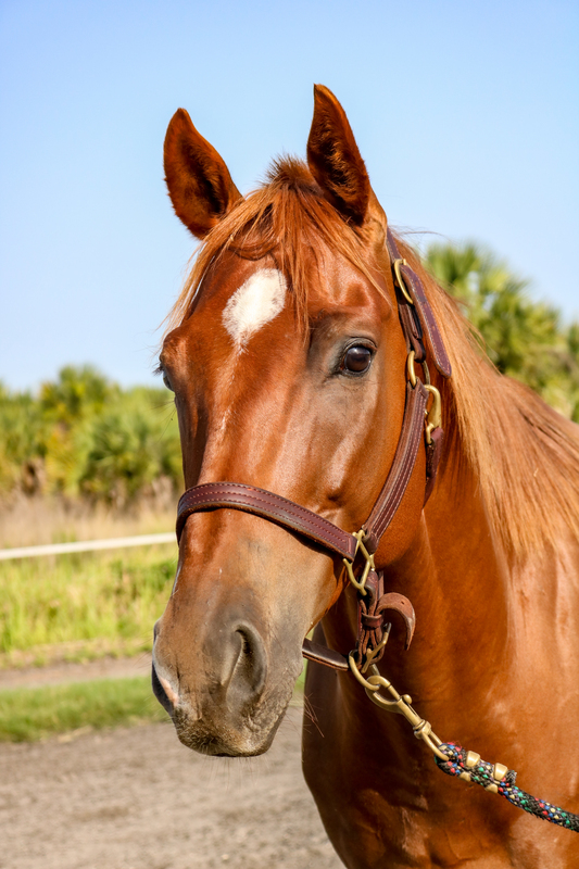 Headshot of a beautiful chestnut gelding