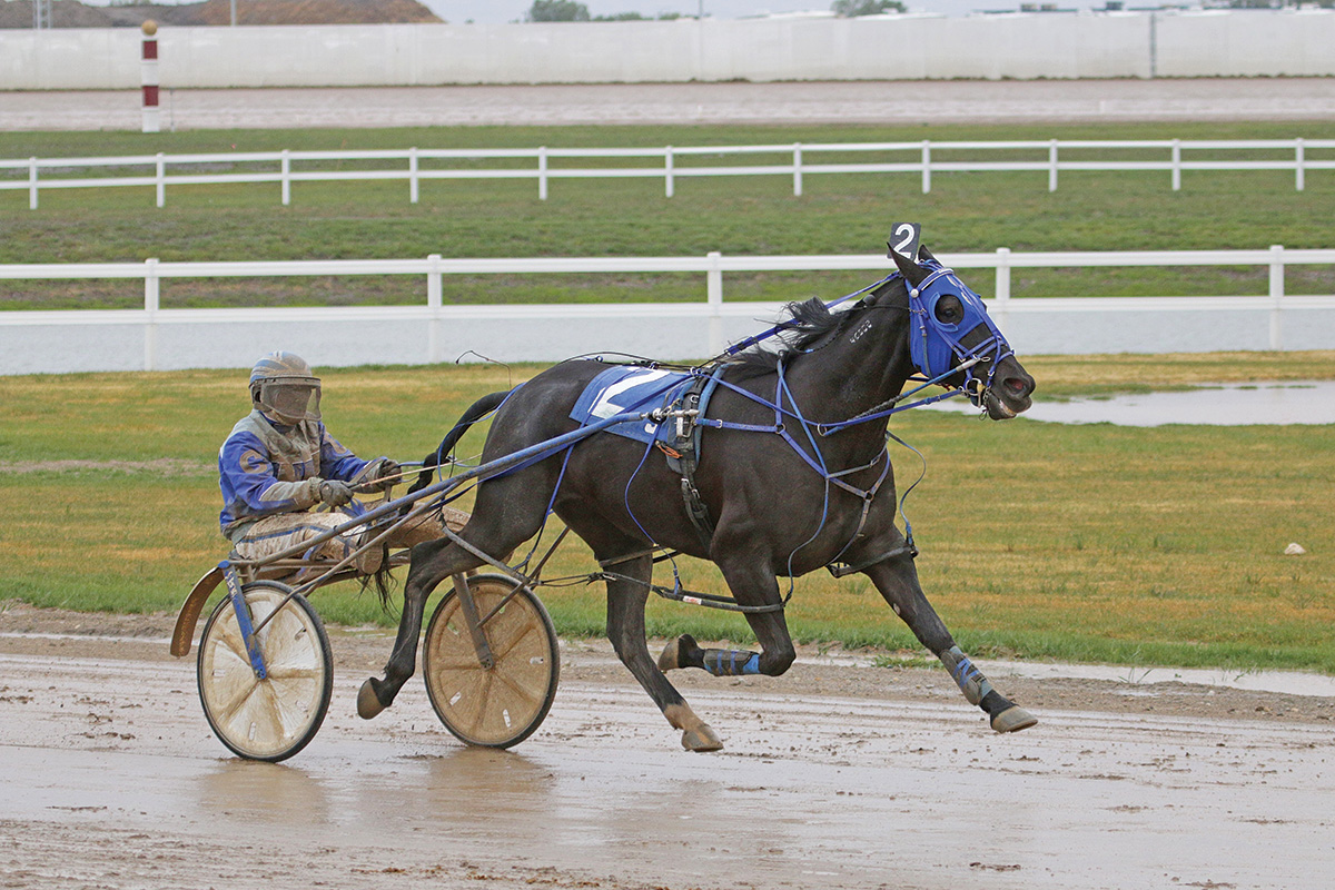 A Standardbred race horse pacing on a muddy track