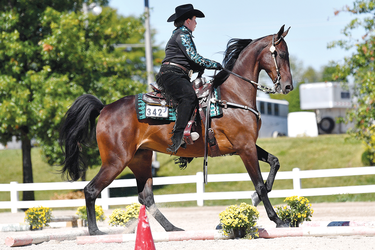 western American Saddlebred horse