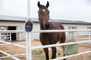 The ASPCA Equine Transition and Adoption Center