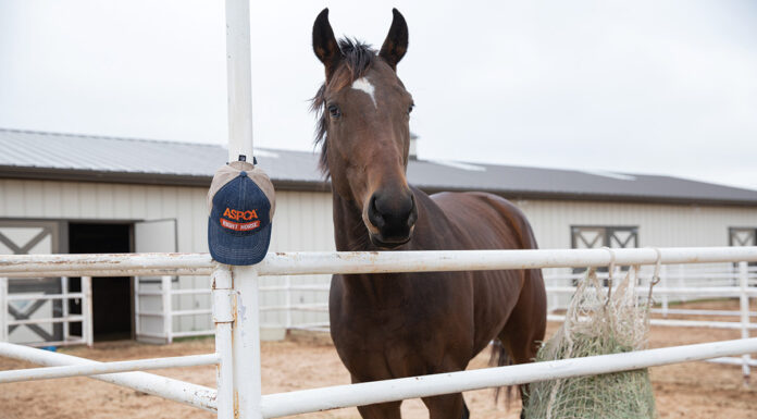 A horse at the ASPCA Equine Transition and Adoption Center