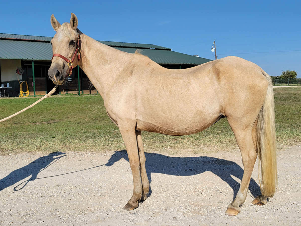 An "after" picture of a rescue mare, an Adopt a Horse success story