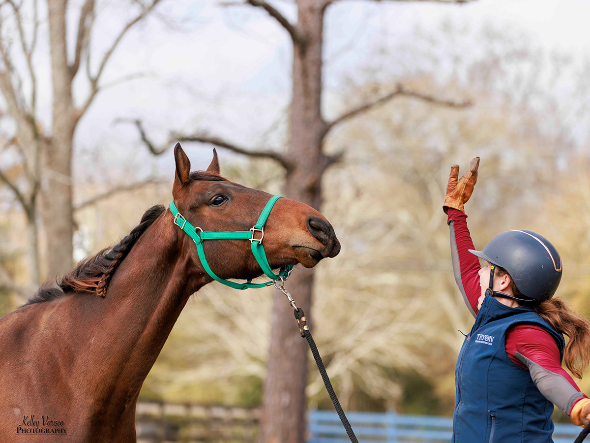 Working with a bay Thoroughbred gelding.