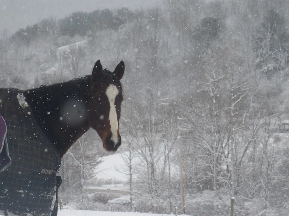 A bay gelding in the snow.