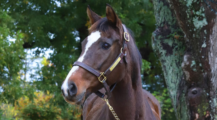 Adoptable horse Ten Lil Indians