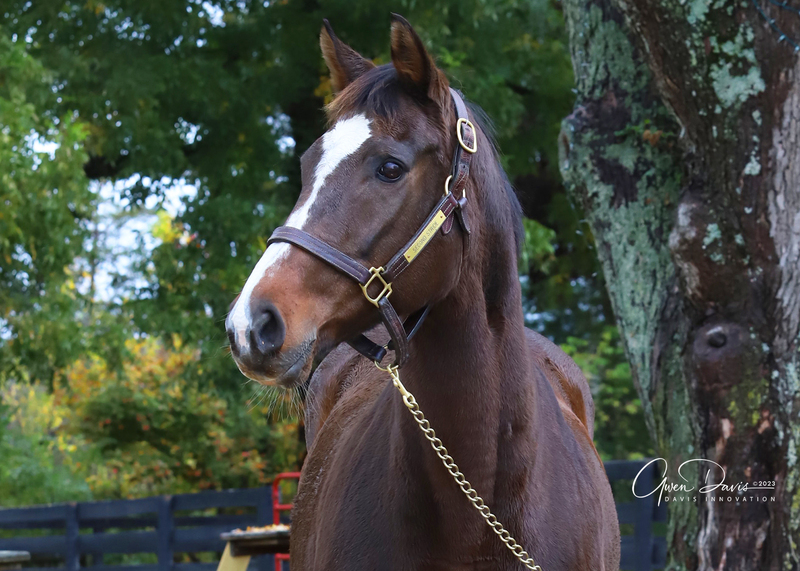 Adoptable horse Ten Lil Indians