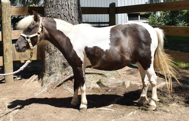 A pinto miniature horse/Shetland mix