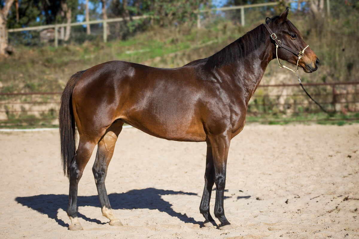 A conformation photo of Virulente (FR) ("Violet").