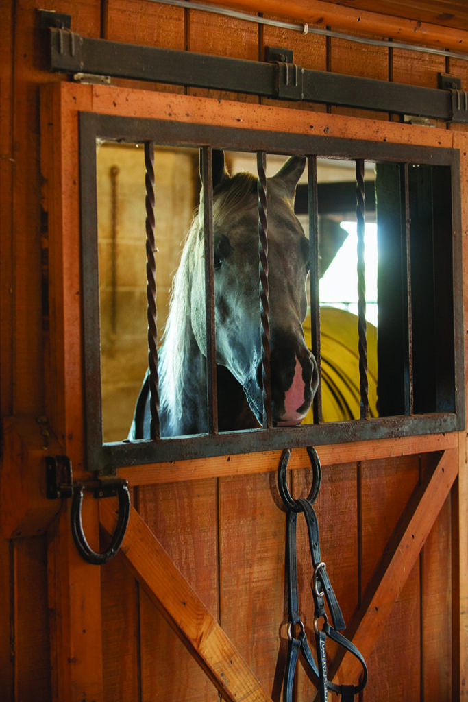 boarding your horse