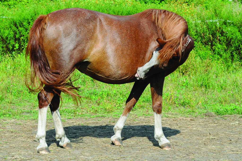 equine impaction colic