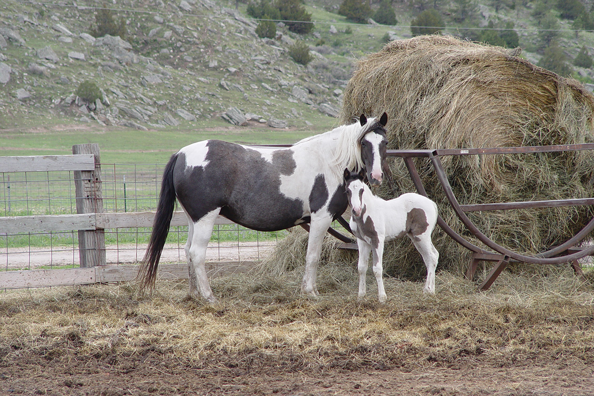 A pinto mare and her foal