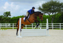 Practice Courses for Equine Jumping equine jumping practice tracks