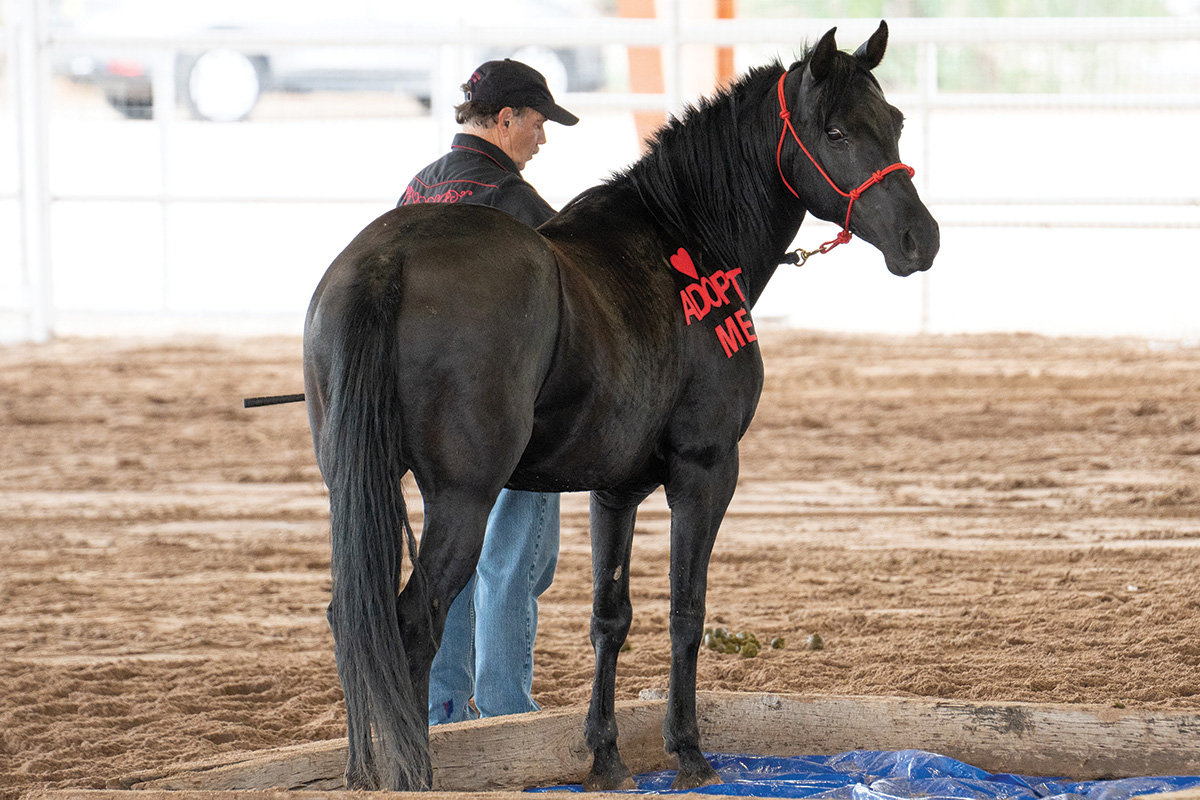 An adoptable equine being trained on an obstacle course