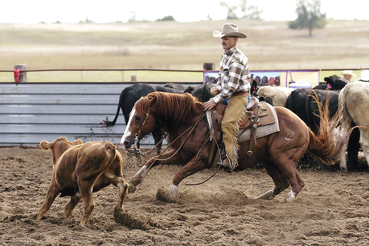 A cutting horse, which could be at increased risk of osteoarthritis of hocks and stifles