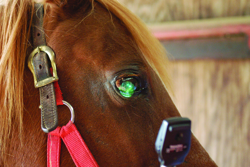 equine eye ulcer