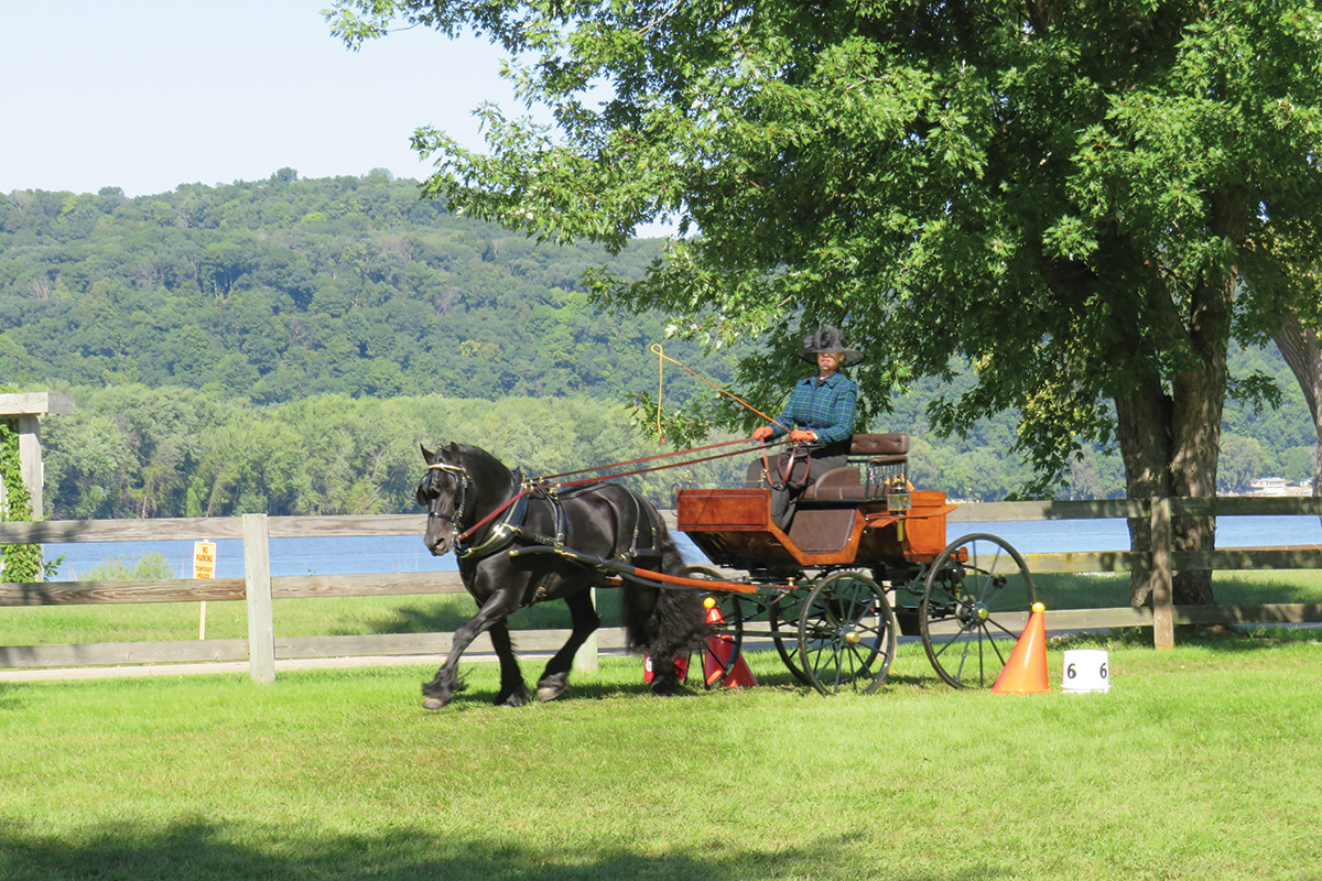 A black horse carriage driving