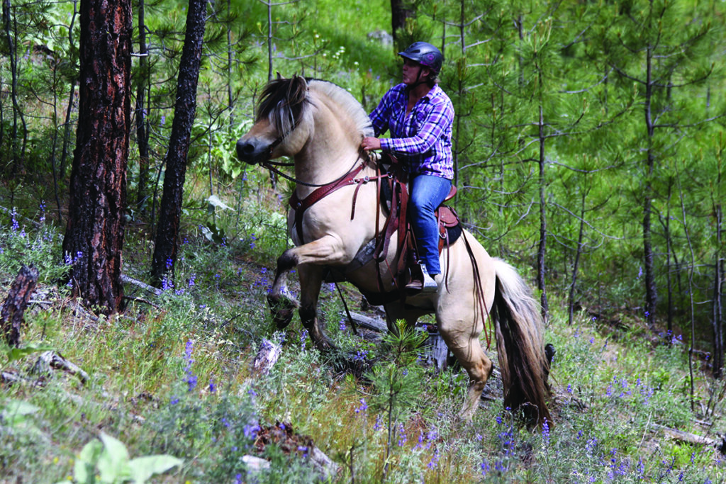 A Norwegian Fjord Horse being ridden on a trail