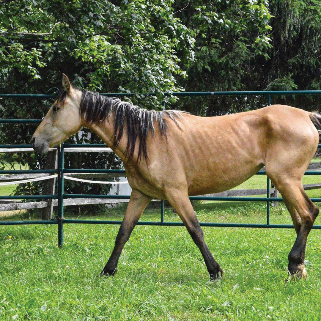 An underweight mustang rescued by Folly & Friends Mustang Sanctuary walking on a healthy pasture of green grass