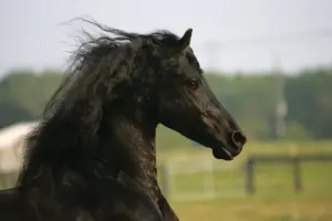 Breed Portrait: Friesian