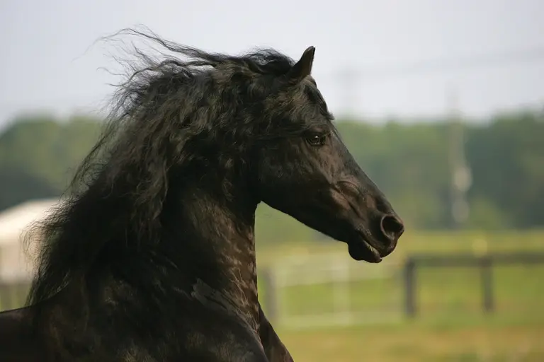 Breed Portrait: Friesian