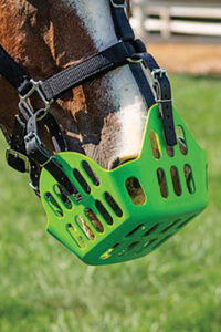 Green Guard grazing muzzle on a horse
