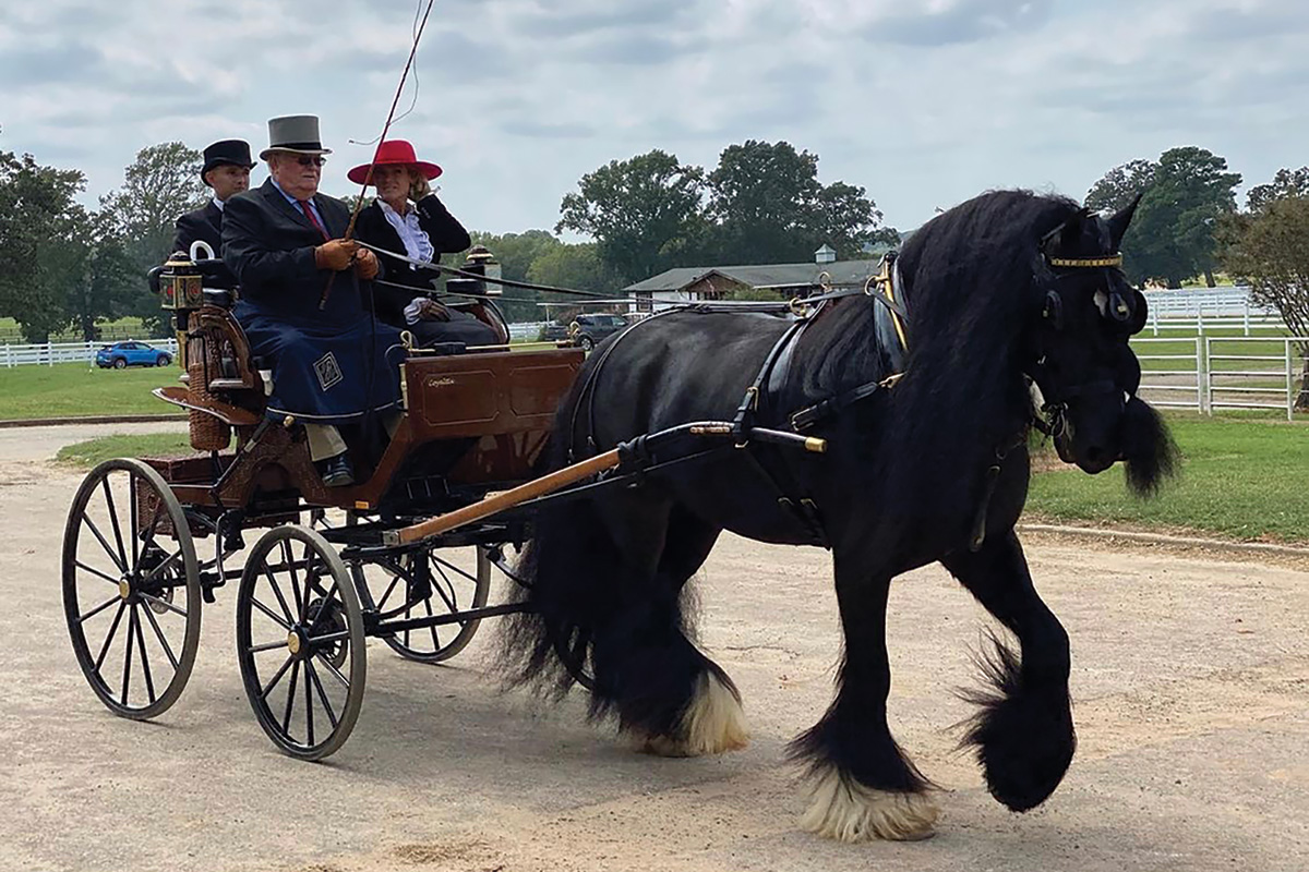 A black horse drives a wagon